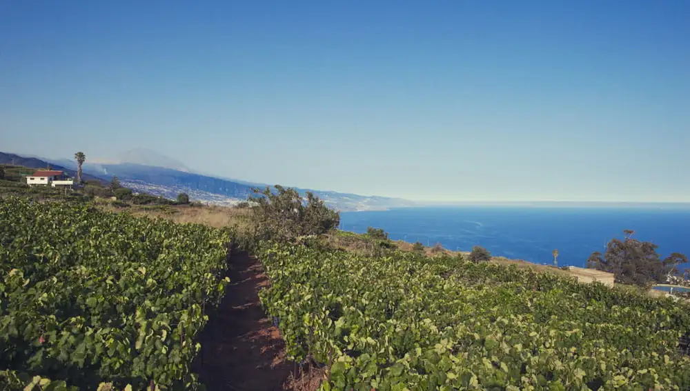 Viñedos de El Sauzal Viñedos de El Sauzal