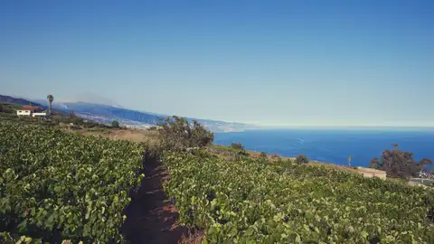Viñedos de El Sauzal Viñedos de El Sauzal