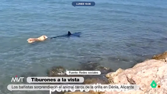El perro que desafía a la muerte: el vídeo de cómo se lanza a por un tiburón en la playa de Les Deveses (Dénia) El perro que desafía a la muerte: el vídeo de cómo se lanza a por un tiburón en la playa de Les Deveses (Dénia)