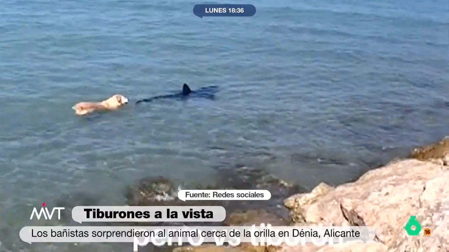 El perro que desafía a la muerte: el vídeo de cómo se lanza a por un tiburón en la playa de Les Deveses (Dénia) El perro que desafía a la muerte: el vídeo de cómo se lanza a por un tiburón en la playa de Les Deveses (Dénia)