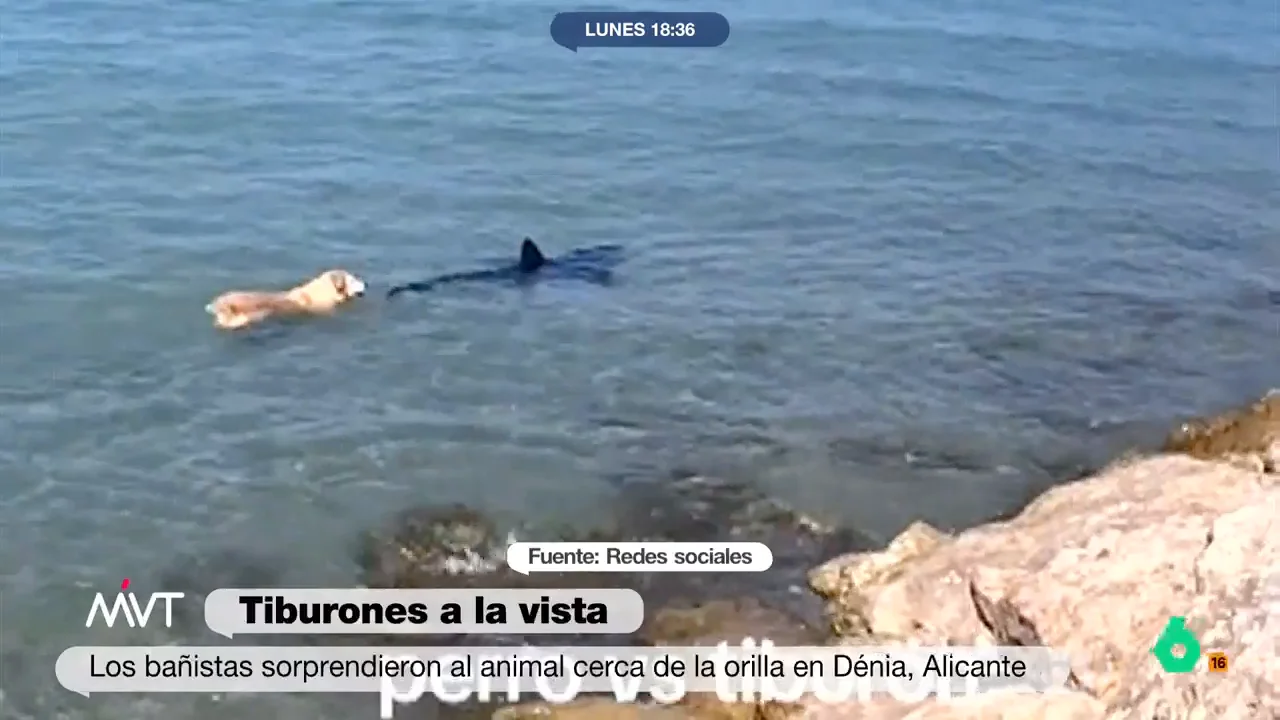 El perro que desafía a la muerte: el vídeo de cómo se lanza a por un tiburón en la playa de Les Deveses (Dénia)