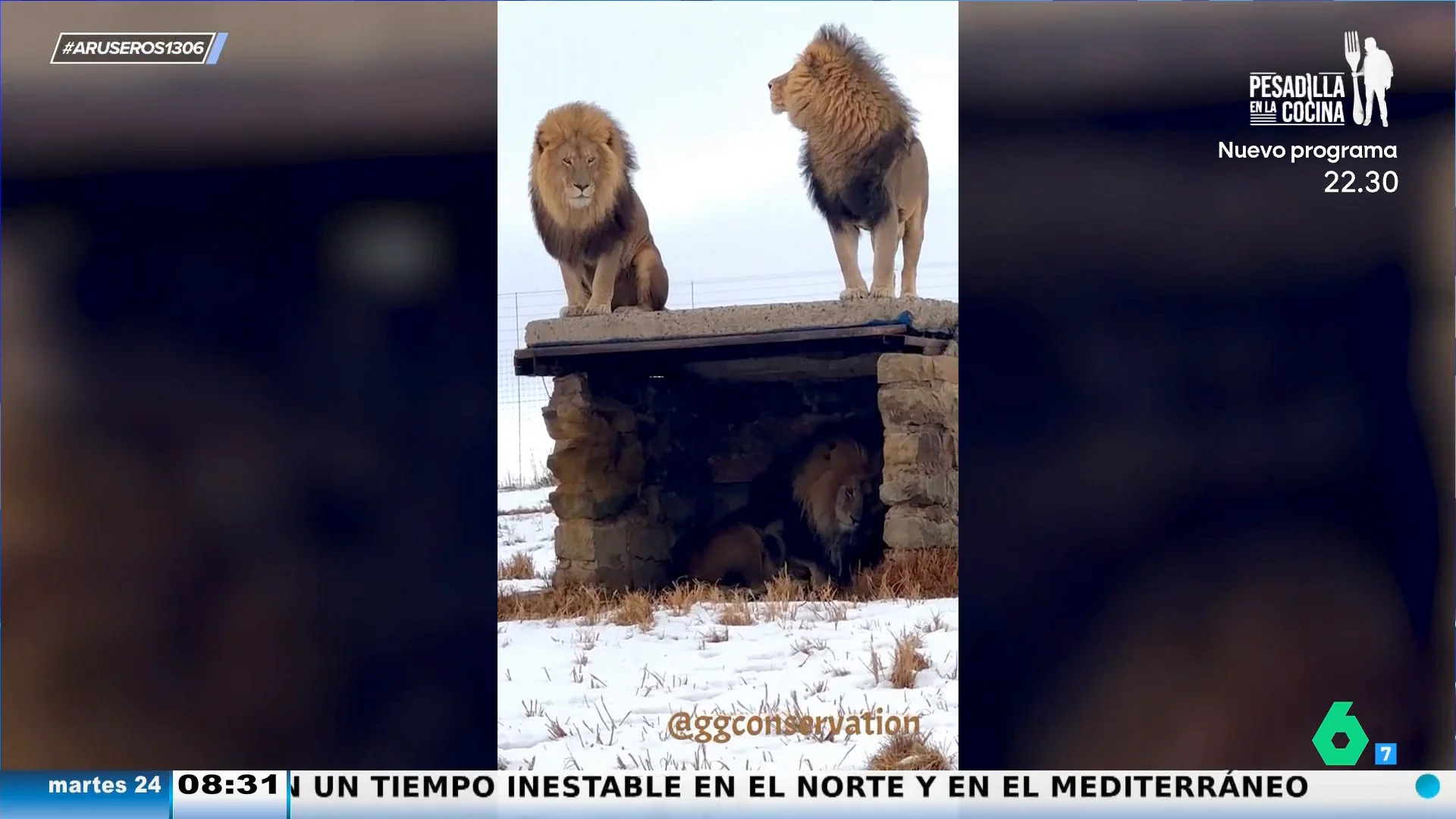 Una nevada inusual en Sudáfrica deja estas impresionantes imágenes de leones caminando por la nieve