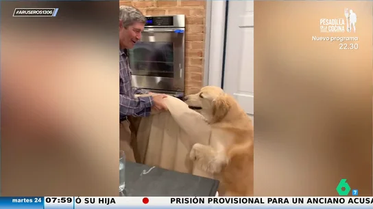 Un perro que hace mudanzas: la mascota ayuda a su dueño a mover la cama en la que duerme Un perro que hace mudanzas: la mascota ayuda a su dueño a mover la cama en la que duerme