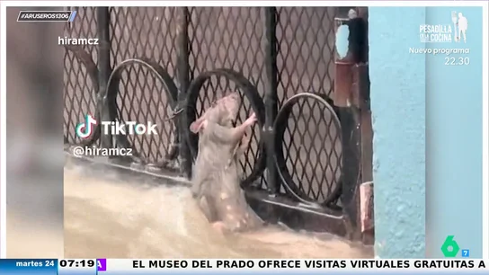 Una rata que se aferra a la vida en una barandilla en medio de una fuerte riada conmueve a los usuarios en TikTok Una rata que se aferra a la vida en una barandilla en medio de una fuerte riada conmueve a los usuarios en TikTok