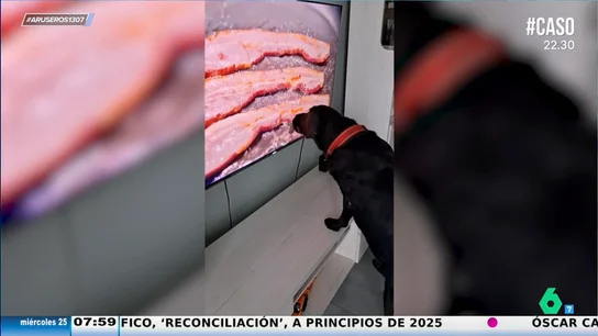 Un perro confirma que la comida entra por los ojos: lame la pantalla del televisor cuando sale beicon Un perro confirma que la comida entra por los ojos: lame la pantalla del televisor cuando sale beicon