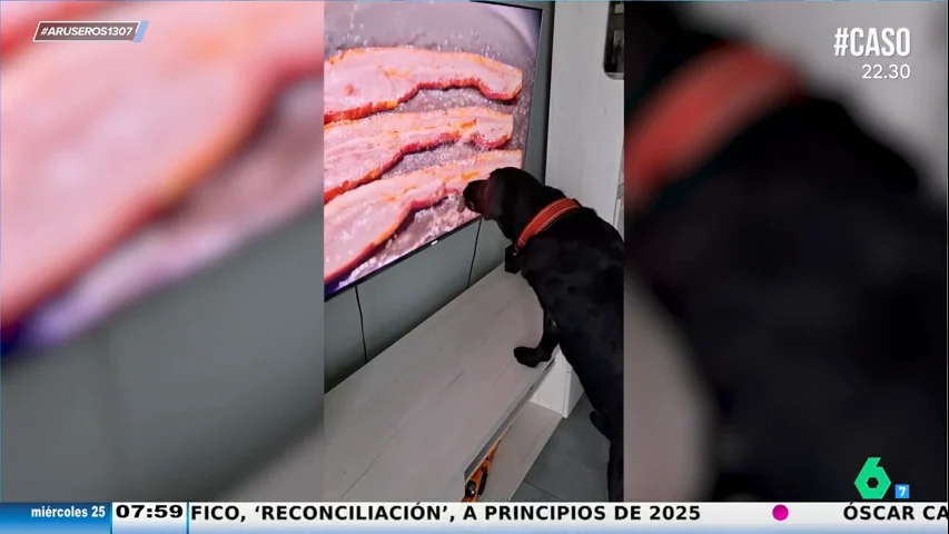 Un perro confirma que la comida entra por los ojos: lame la pantalla del televisor cuando sale beicon