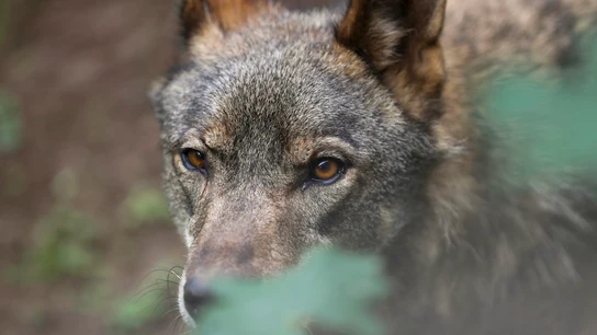 Imagen de archivo de un lobo Imagen de archivo de un lobo