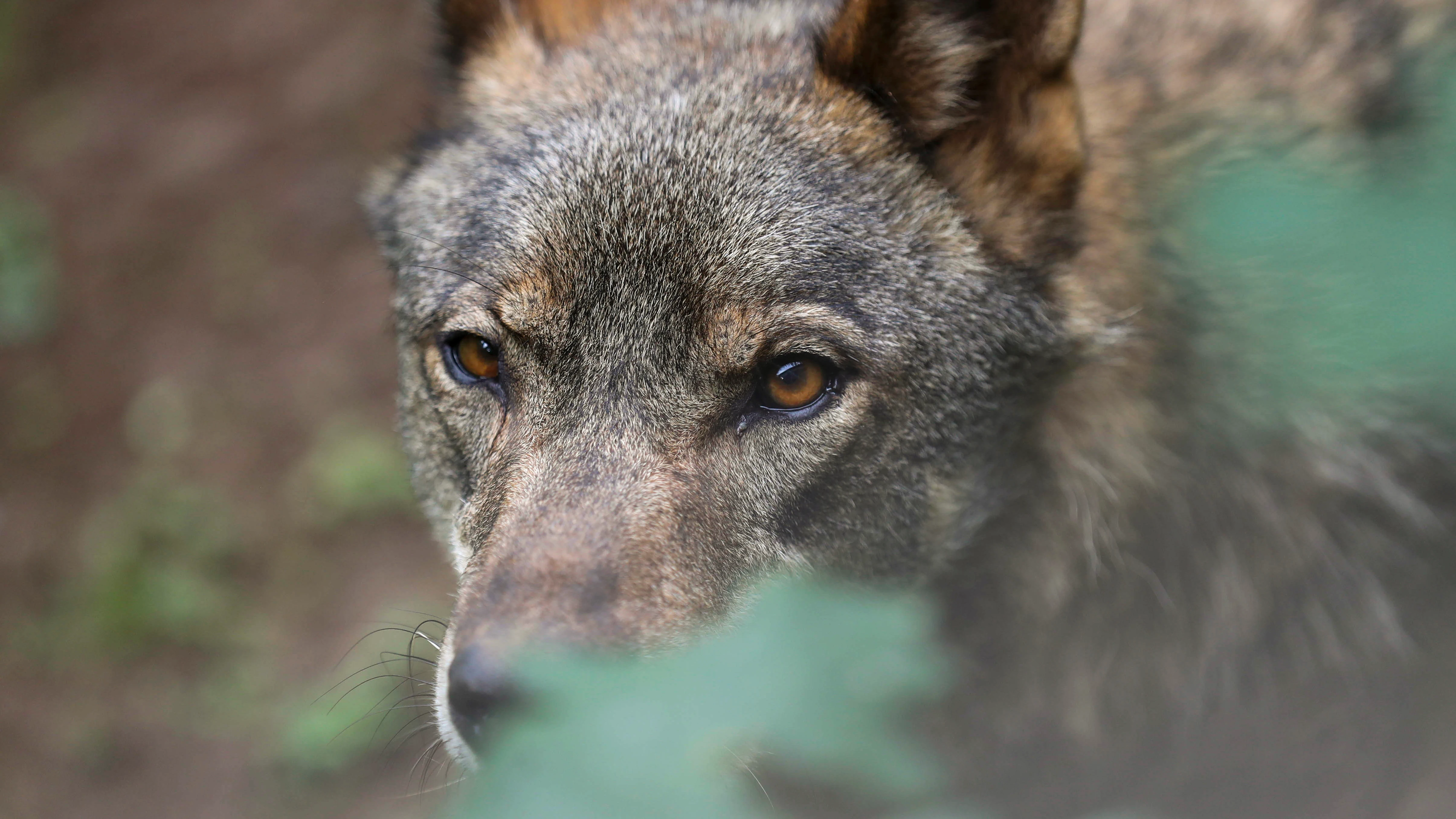 Imagen de archivo de un lobo