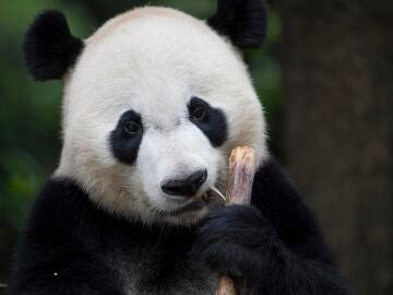 Oso panda gigante