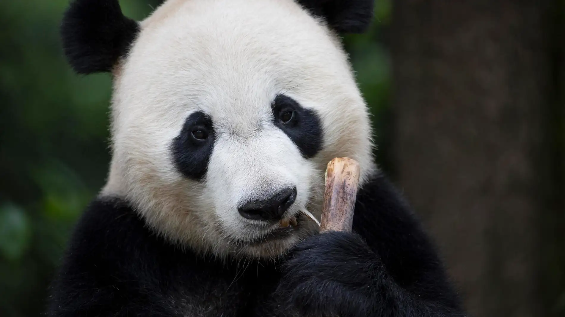 Oso panda gigante Oso panda gigante