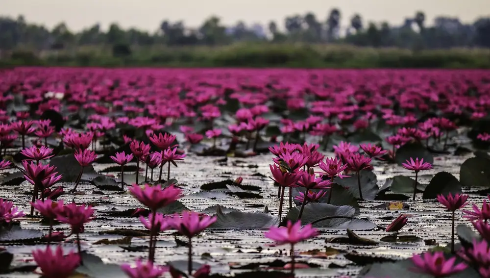 Red Lotus Lake Red Lotus Lake
