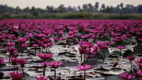 Red Lotus Lake