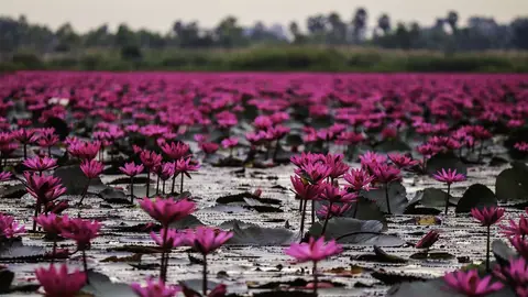 Red Lotus Lake Red Lotus Lake
