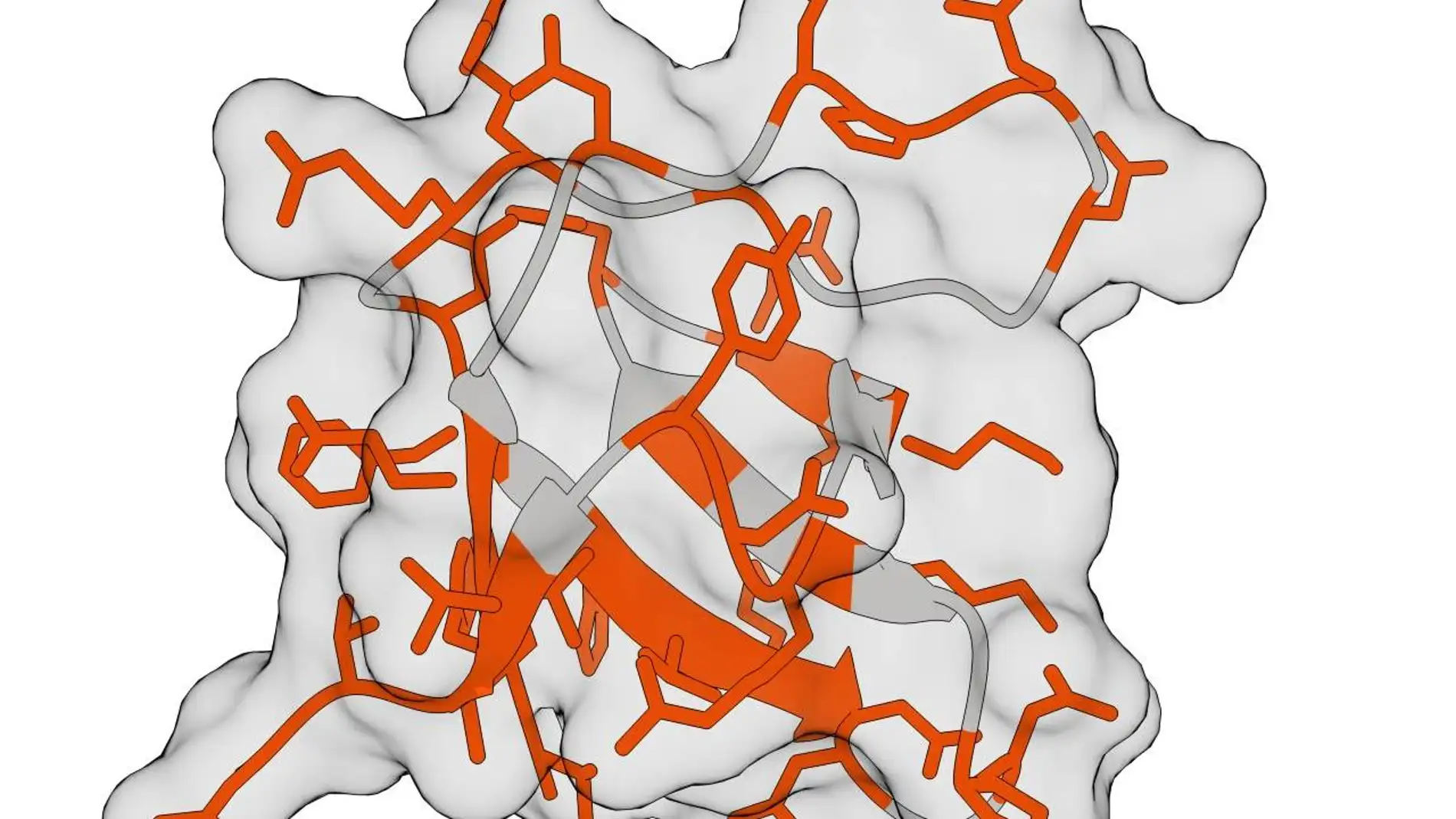 Proteína GRB2-SH3 Proteína GRB2-SH3