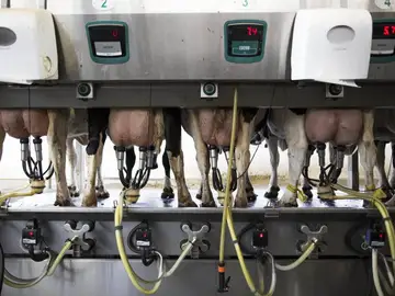 Vacas en un centro de ordeño Vacas en un centro de ordeño