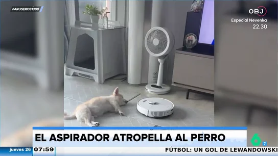 El gracioso viral del susto que un robot aspirador da a un perro mientras duerme la siesta El gracioso viral del susto que un robot aspirador da a un perro mientras duerme la siesta