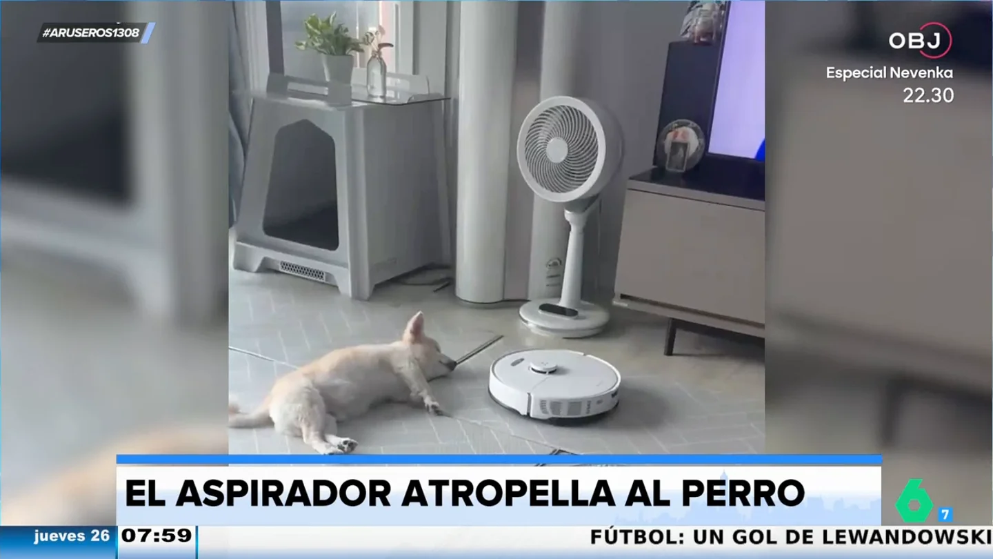 El gracioso viral del susto que un robot aspirador da a un perro mientras duerme la siesta El gracioso viral del susto que un robot aspirador da a un perro mientras duerme la siesta