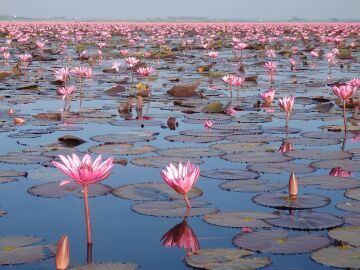 Red Lotus Lake