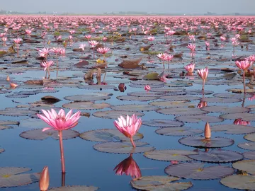 Red Lotus Lake Red Lotus Lake