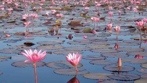 Red Lotus Lake Red Lotus Lake