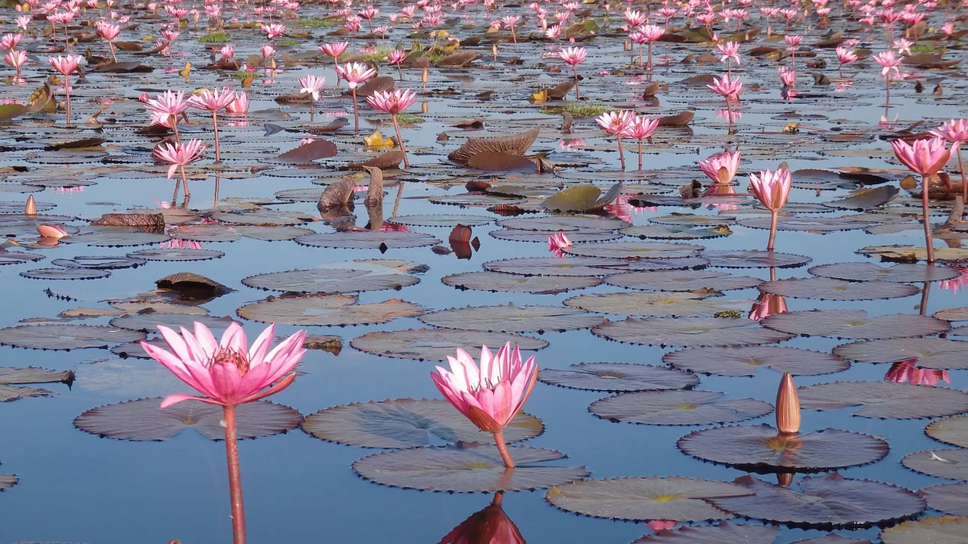 Red Lotus Lake Red Lotus Lake