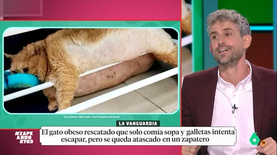 Un gato obeso intenta escapar de un refugio y se queda atrapado en un zapatero El veterinario Víctor Algra indica que el peso del gato debería estar en torno a los cuatro o cinco kilos. "Por ahora le toca seguir con ese plan de rehabilitación para reducir de forma gradual su peso", añade el veterinario.