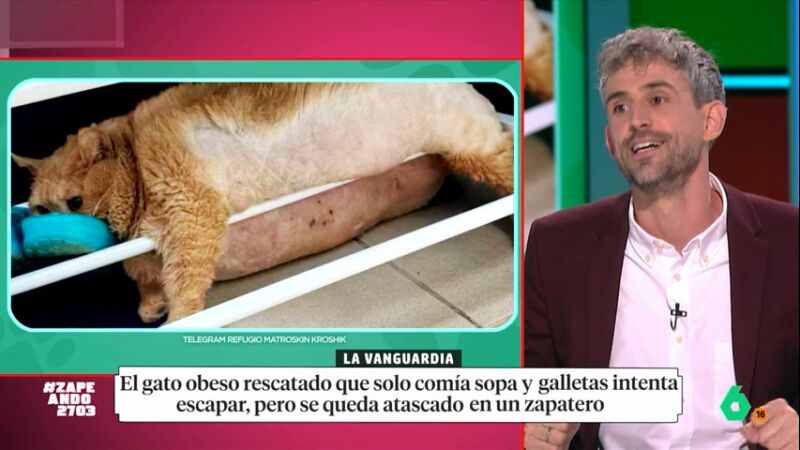 Un gato obeso intenta escapar de un refugio y se queda atrapado en un zapatero