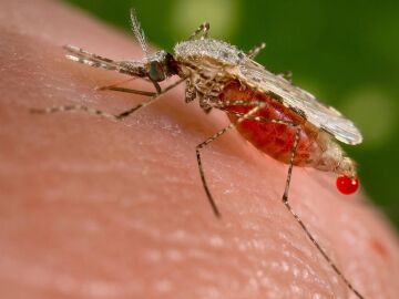 Mosquito que causa la malaria