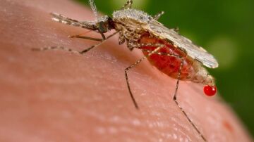 Mosquito que causa la malaria