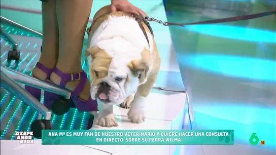 Bilma y su dueña visitan Zapeando para hacer una consulta a Víctor Algra: "¿Cada cuánto se debe bañar a un perro?" Ana María y su bulldog Wilma han visitado el plató del programa para plantear varias consultas al veterinario de Zapeando sobre higiene. Víctor destaca la importancia de utilizar productos especiales para mascotas.