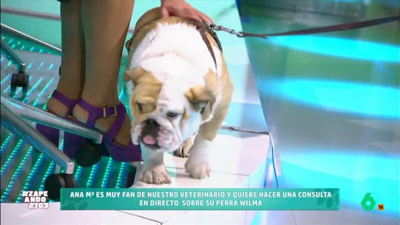 Bilma y su dueña visitan Zapeando para hacer una consulta a Víctor Algra: "¿Cada cuánto se debe bañar a un perro?"