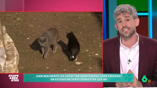 ¿Es verdad que los gatos son aventureros? Víctor Algra desmonta este mito "Solemos pensar que los gatos que salen al exterior viven aventuras trepidantes pero algunos estudios dicen que más bien se quedan cerca de su casa", explica el veterinario.