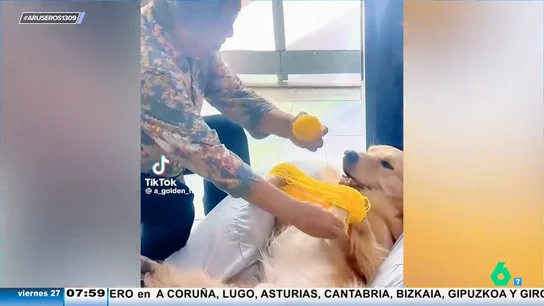 El tierno momento en el que un perro ayuda a su dueña a hacer ovillos de lana: "No le hace falta marido" El tierno momento en el que un perro ayuda a su dueña a hacer ovillos de lana: "No le hace falta marido"