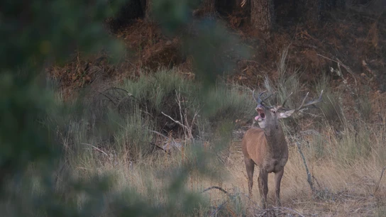 Berrea en la Sierra de la Culebra de Zamora Berrea en la Sierra de la Culebra de Zamora