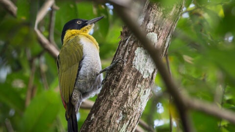Santuarios de fauna de Thung Yai-Huai Kha Khaeng
