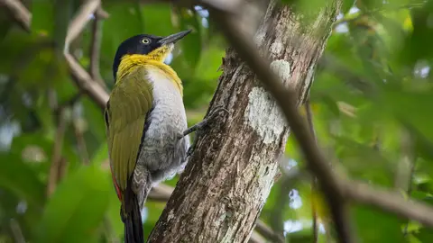 Santuarios de fauna de Thung Yai-Huai Kha Khaeng Santuarios de fauna de Thung Yai-Huai Kha Khaeng