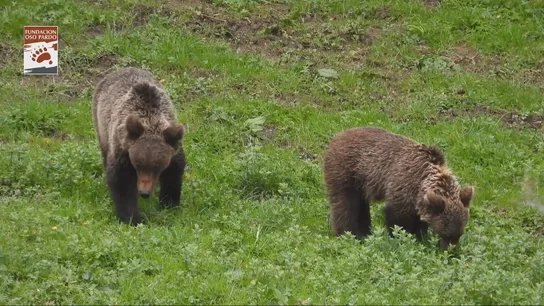 Osos pardos Osos pardos