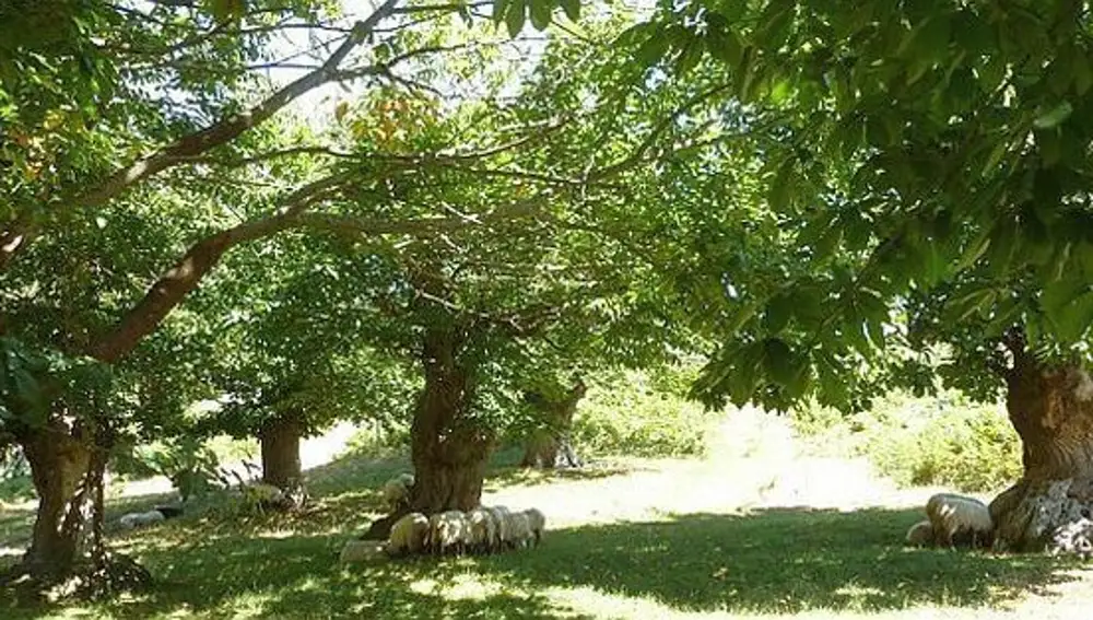 Habario de Pendes Habario de Pendes