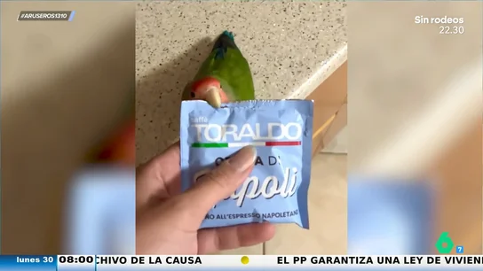 Un loro se viraliza abriendo un sobre con su pico porque su dueño no puede: "Dibuja una línea recta perfecta" Un loro se viraliza abriendo un sobre con su pico porque su dueño no puede: "Dibuja una línea recta perfecta"