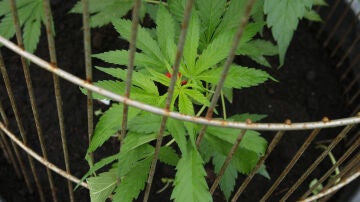 Una planta de cannabis