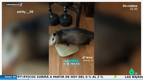 Un joven alucina al descubrir que su hermana ha metido en casa un zarigüeya pensando que era un gato: "Deja de beber" Un joven alucina al descubrir que su hermana ha metido en casa un zarigüeya pensando que era un gato: "Deja de beber"