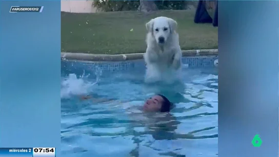 Un perro se lanza a la cara de su dueño para hacerle una aguadilla mientras se baña en la piscina Un perro se lanza a la cara de su dueño para hacerle una aguadilla mientras se baña en la piscina