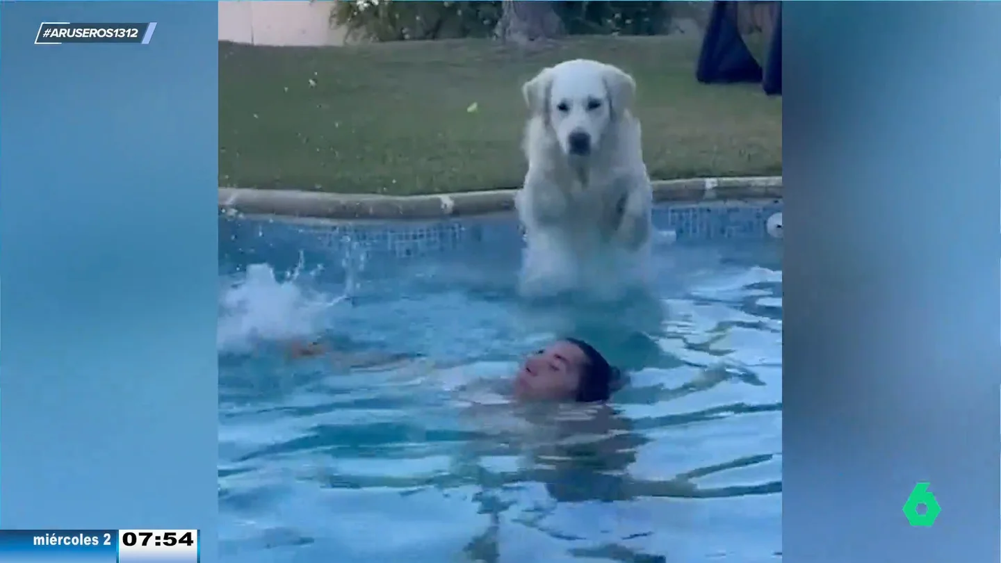 Un perro se lanza a la cara de su dueño para hacerle una aguadilla mientras se baña en la piscina Un perro se lanza a la cara de su dueño para hacerle una aguadilla mientras se baña en la piscina