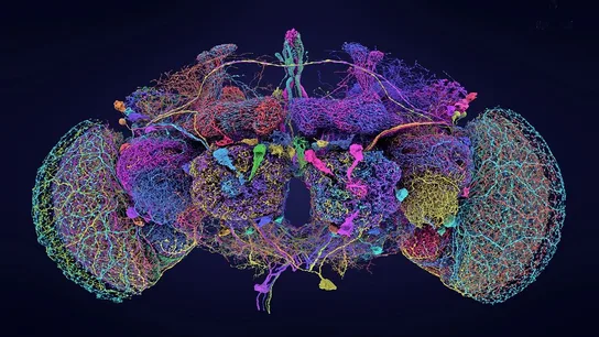 Crean el mapa más completo del cerebro de la mosca de la fruta, clave para entender la mente humana Crean el mapa más completo del cerebro de la mosca de la fruta, clave para entender la mente humana