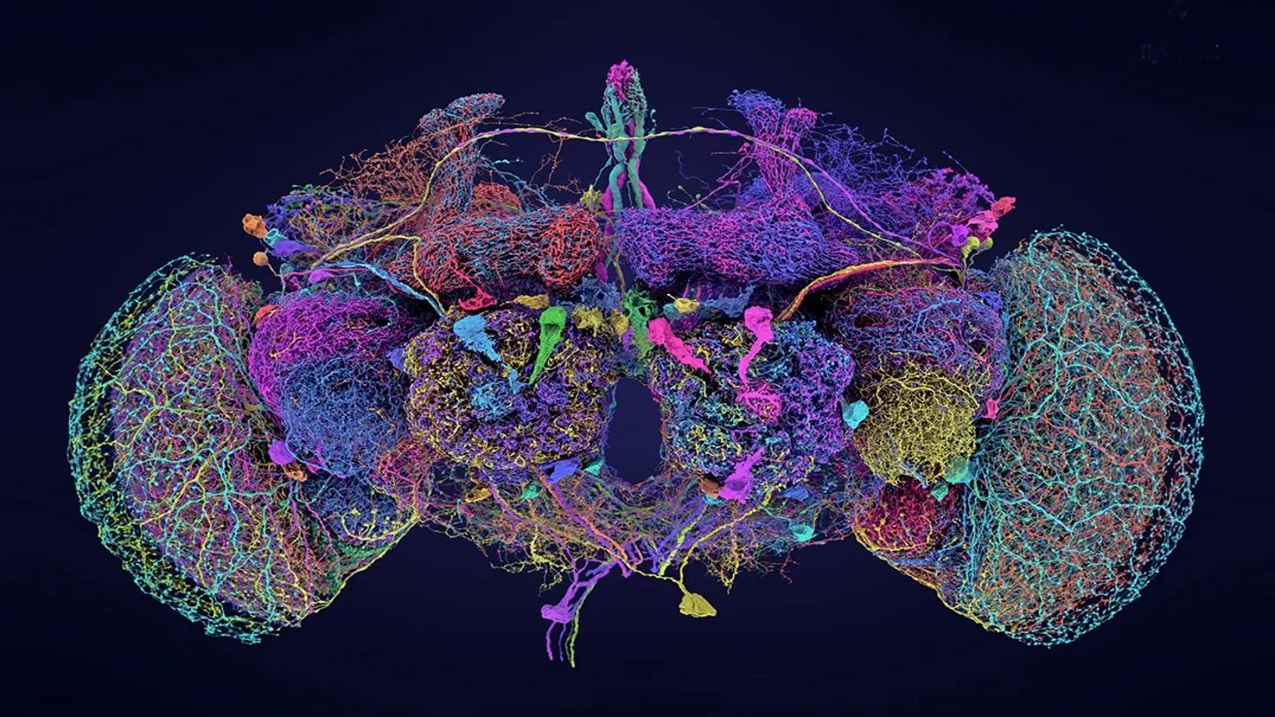 Crean el mapa más completo del cerebro de la mosca de la fruta, clave para entender la mente humana Crean el mapa más completo del cerebro de la mosca de la fruta, clave para entender la mente humana
