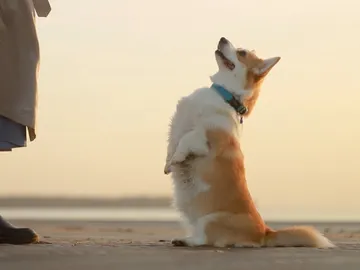 5 palabras que los perros entienden, según la ciencia 5 palabras que los perros entienden, según la ciencia