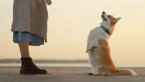 5 palabras que los perros entienden, según la ciencia 5 palabras que los perros entienden, según la ciencia