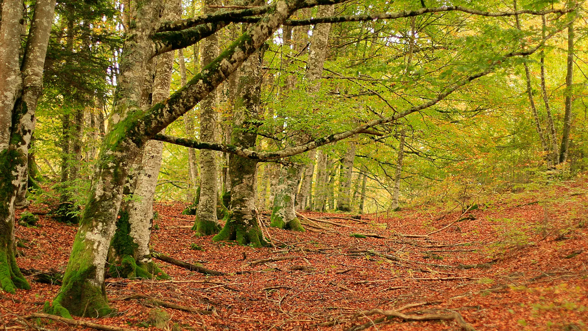 Selva de Irati Selva de Irati