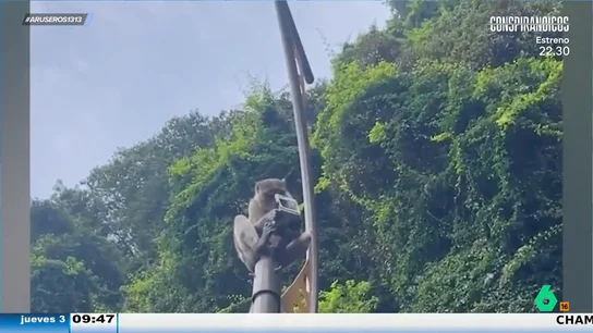 Un mono roba el móvil a un turista mientras se graba un vídeo de postureo en Tailandia: "Es un poco lerdo" Un mono roba el móvil a un turista mientras se graba un vídeo de postureo en Tailandia: "Es un poco lerdo"