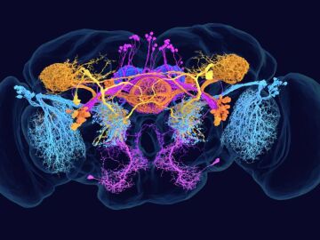 Imagen del conectoma del cerebro de la mosca de la fruta